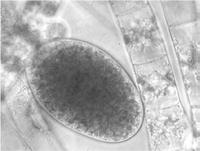 apenas no esporófito, formado por uma célula