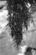 Sargassum Ordem Fucales -Talo diferenciado