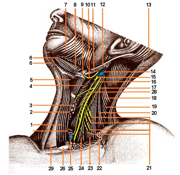 1. Músculo esterno-hióideo 2. Músculo esternotireóideo 3. Lobo esquerdo da glândula tireóide 4. Músculo constrictor inferior da faringe 5. Músculo tiro-hióideo 6.