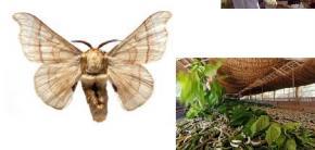 Apis mellifera (Hymenoptera holometábolo): -possui 3 castas (rainha, operárias e zangões);