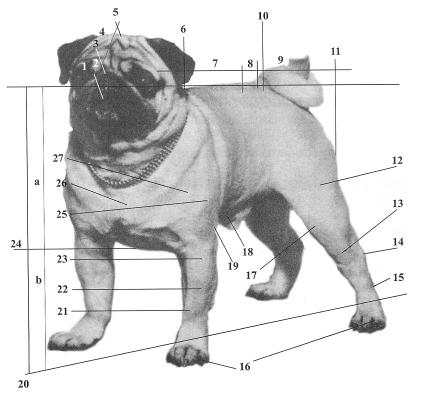 PUG NOMENCLATURA CINÓFILA UTILIZADA NESTE PADRÃO 1 Trufa 13 Perna 25 Braço 2 Focinho 14 Jarrete 26 Ponta do esterno 3 Stop 15 Metatarso 27 Ponta do ombro 4 Crânio 16 Patas 5 Occipital 17 Joelho 6