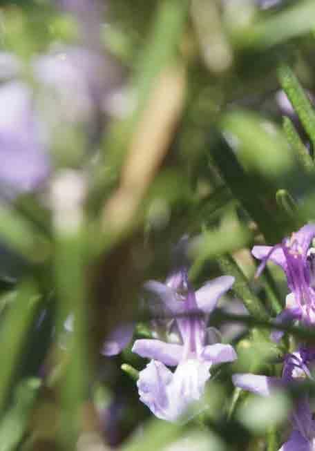 AROMACOLOGIA O óleo essencial é a fonte da vida das plantas e promove a sensação de bem-estar do corpo e da mente.