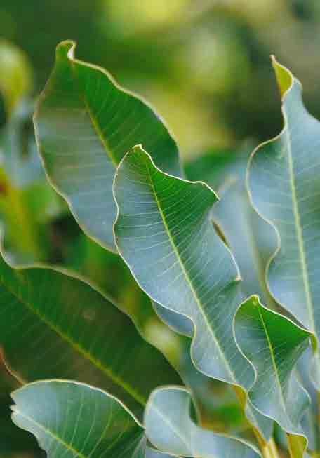 - CORPORAL - TRATAMENTOS KARITÉ O Karité utilizado pela L Occitane en Provence é extraído de uma noz que cresce em uma árvore africana, no país de Burkina Faso (no centro-oeste da África).