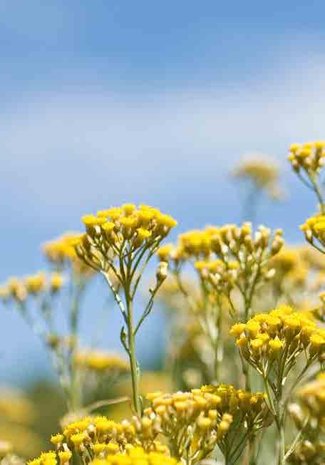 IMMORTELLE A flor de Immortelle é cultivada na Ilha da Córsega, próximo ao mar Mediterrâneo, longe de áreas de intensa lavoura e poluição, o que as tornam orgânicas.