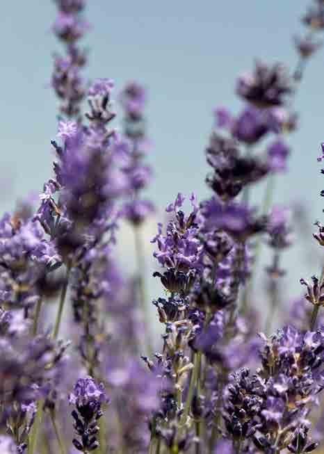 LAVANDA A palavra Lavanda vem do latim Lavare, que significa lavar. Os romanos antigos usavam lavanda para perfumar o cabelo, a água do banho e os tecidos das roupas e lençóis.