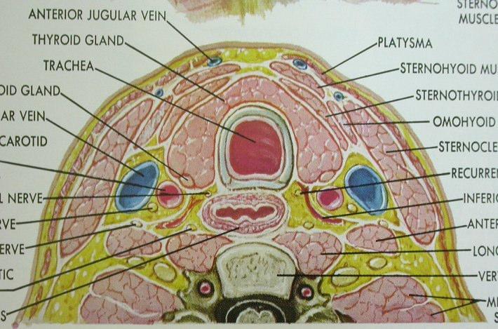 Diagnóstico do