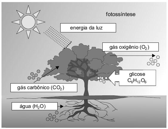 Professor: Alfênio 01 - (FAMERP SP/2015) Analise o esquema, que representa o processo de fotossíntese. (http://portaldoprofessor.mec.gov.