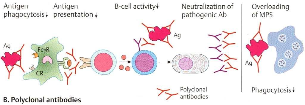 anticorpos policlonais (IVIG) IVIG:
