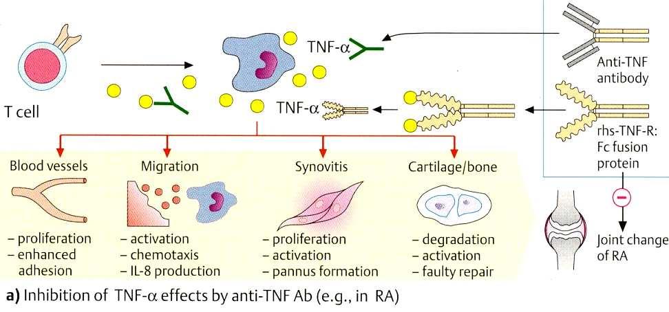 Proteínas de fusão anti-tnfrp75/ig