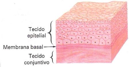 Biologia TECIDO EPITELIAL (OU EPITÉLIO) Apresenta funções de revestimento, absorção de substâncias e proteção de diversas estruturas do organismo (a pele, por exemplo, possui tecido epitelial de