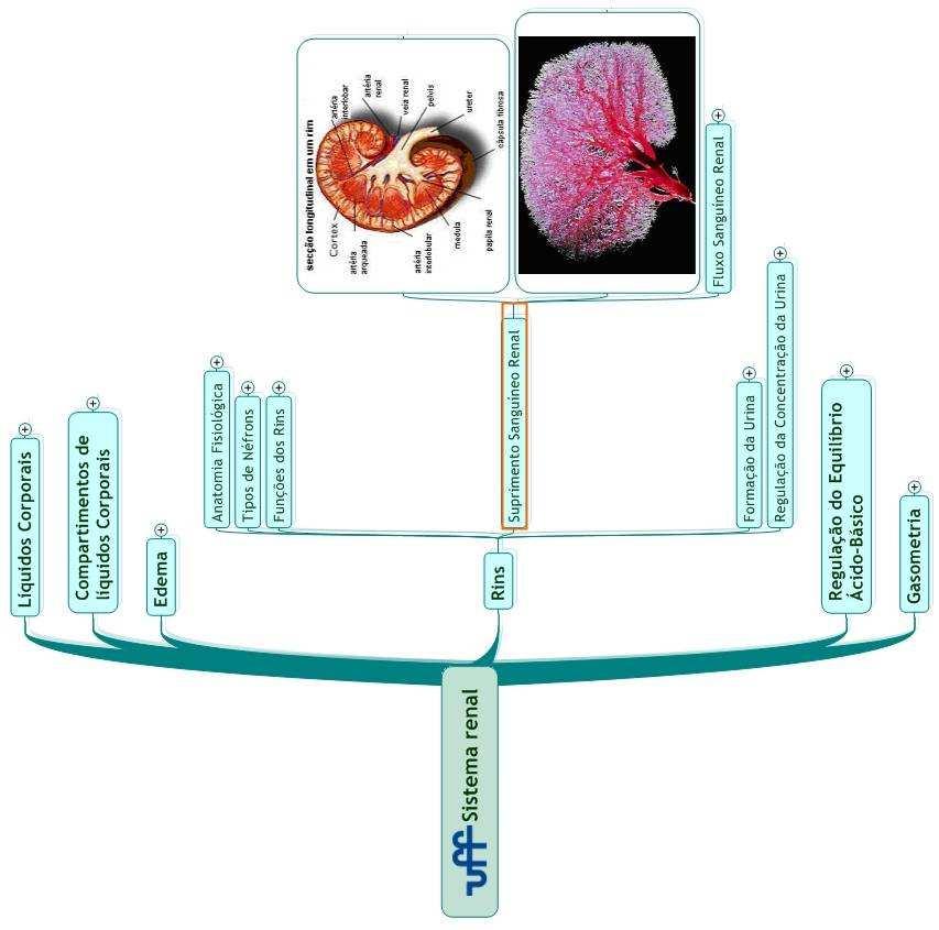 arteríola eferente, 5 = túbulo