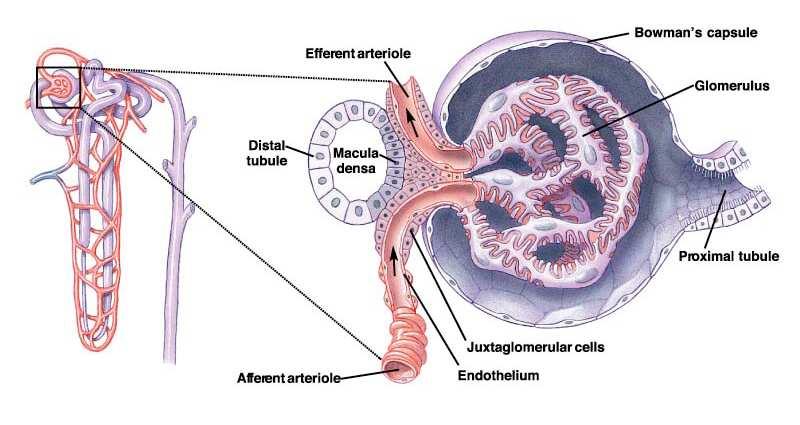 O que é a filtração glomerular?