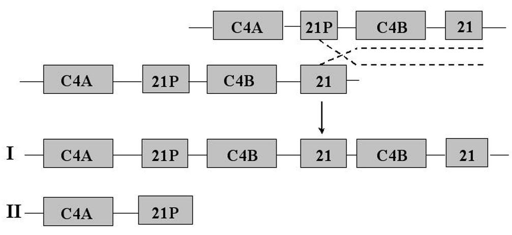 Os genes YA e YB superpõem-se aos genes CYP21P e CYP21 e o YA usa o promotor do CYP21P, sugerindo que o pseudogene possa ter alguma função no córtex adrenal.