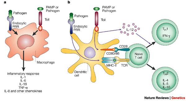 Macrófagos ( e neutrófilos) fagocitam e destroem microrganismos após o primeiro encontro e secretam citocinas que estimulam a imunidade inata e adaptativa (painel a).