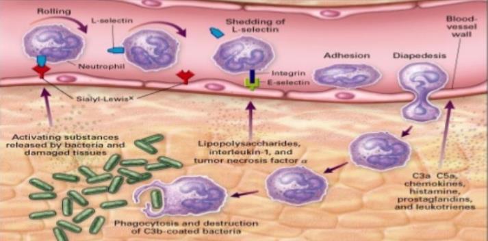 Resposta imune inata Resposta contra microrganismos Inflamação Recrutamento de