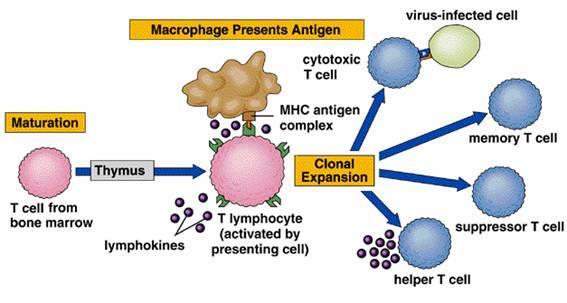Resposta imune adaptativa Expansão clonal Proliferação após exposição a antígeno com expressão de receptores