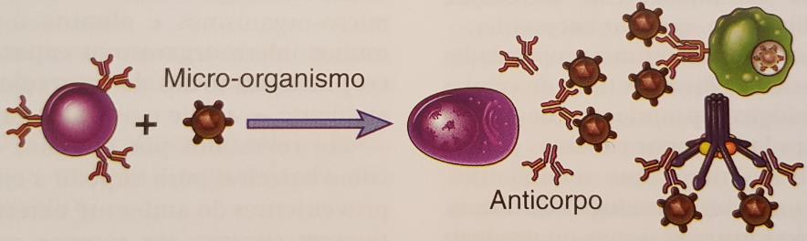 Resposta Imune adaptativa Linfócito B Neutralização do microrganismo, estímulo da fagocitose e ativação do