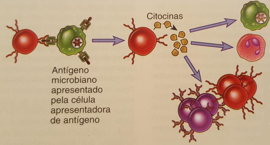 Resposta imune adaptativa Linfócito T auxiliar: Ativação dos macrófagos e ativação dos linfócitos T e