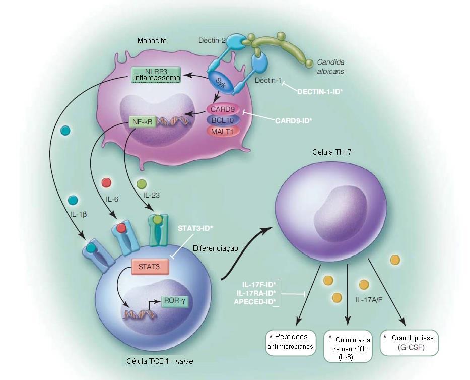 Resposta imune Lundy SK, PhD, Fox DA, MD, Gizinski A, MD. Introduction to clinical immunology: overview of the immune response, autoimmune conditions, and immunosuppressive therapeutics.