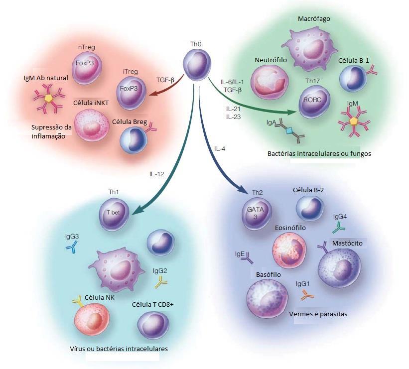 Lundy SK, PhD, Fox DA, MD, Gizinski A, MD. Introduction to clinical immunology: overview of the immune response, autoimmune conditions, and immunosuppressive therapeutics.