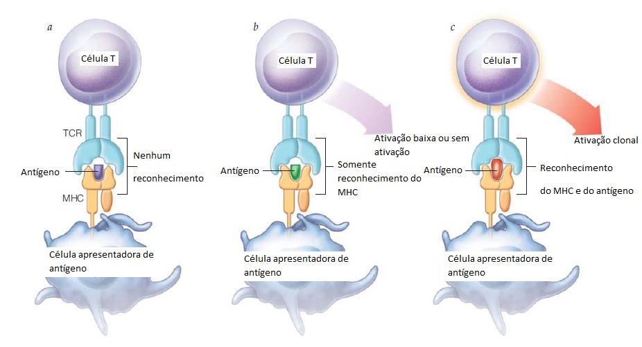 Lundy SK, PhD, Fox DA, MD, Gizinski A, MD. Introduction to clinical immunology: overview of the immune response, autoimmune conditions, and immunosuppressive therapeutics.