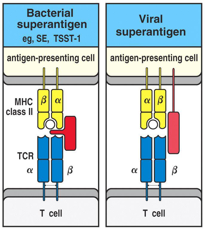 IMUNIDADE A BACTÉRIAS EXTRACELULARES Grupo I: Superantígenos: não são processadas pelos macrófagos ligam-se, simultaneamente, a MHC II e