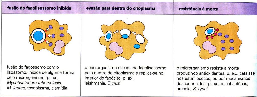 IMUNIDADE A