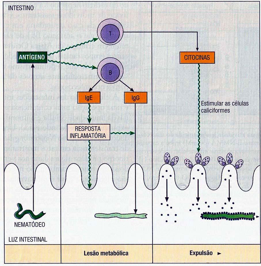 IMUNIDADE A PARASITAS Resposta adaptativa a HELMINTOS infecção na ausência de IL-12 não induz de IL-12 (extracelular)