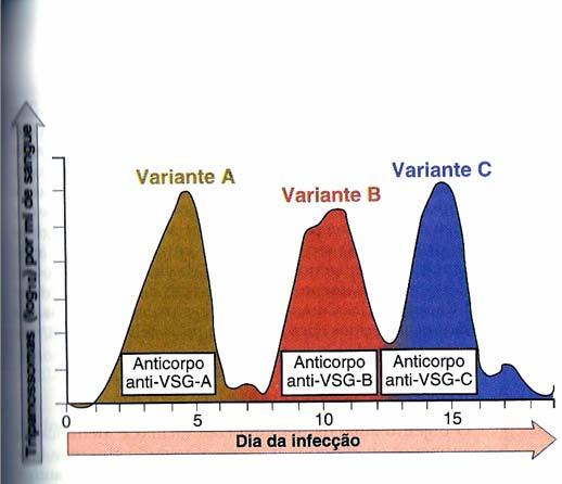 IMUNIDADE A PARASITAS Variação