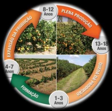 PERFIL ATUAL DA CITRICULTURA: ÁREA MENOR, MAIS ADENSADA E DE ÁRVORES COM DURAÇÃO REDUZIDA. Dados básicos: PES - Fundecitrus (2015-2016-2017 ) Área total: 2015: 430.622 2017: 402.566 hectares.