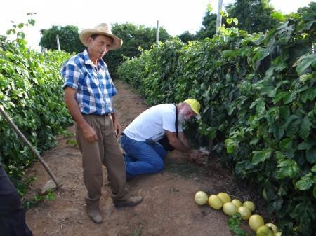 Reis (Figura 8), produtor de goiaba, do município de Afonso Cláudio ES, que segundo depoimentos vem irrigando menos a cultura e os frutos