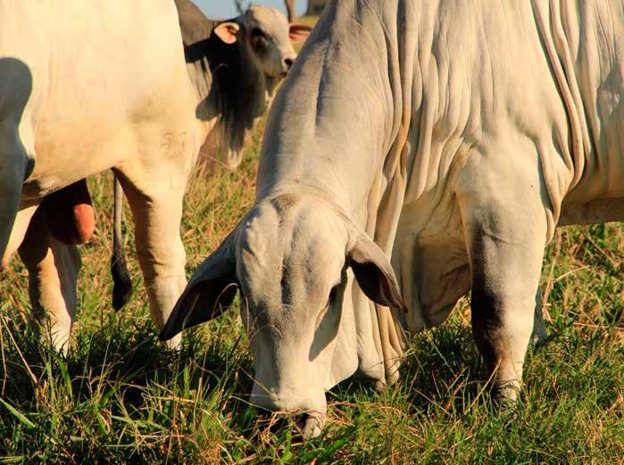 CAMPARINO: TOUROS NA MEDIDA DA PECUÁRIA TROPICAL Fornecer touros para Centrais de Inseminação Artificial, para repasse em rebanhos elite e para atender com qualidade a produção de carne em gado