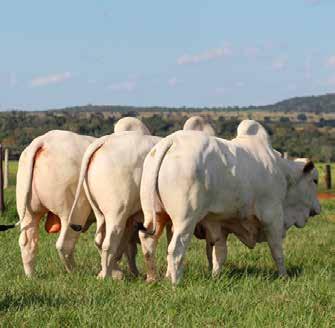 Muitos dos touros que estão sendo vendidos reúnem as principais características que a Camparino considera importante para o desempenho da pecuária nacional. Fazenda Camparino, 25 de julho de 2014.