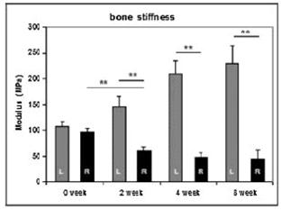 Impacto Produçãode massa óssea Patológico: Carga Mecânica pode acarretar deformação óssea Koob et al.