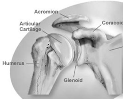 Funções de transferir forças entre as peças ósseas; distribuir as forças nas articulações; reduzir