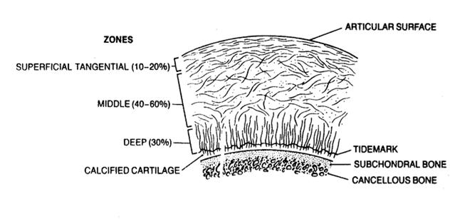 Cartilagem Água (60 a 87%) Células (5%) Condrócitos:Variam de tamanho, formato e densidade em função da localização.