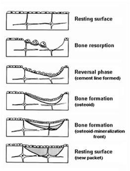 CÉLULAS ÓSSEAS Osteoblasto - célula óssea responsável pela síntese de tecido ósseo,