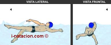 A posição da cabeça poderá ter algumas variações em função da flutuabilidade do nadador.