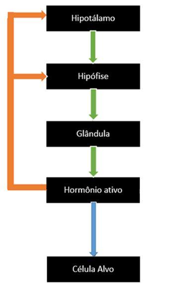 c) Adrenal d) Pineal 41. Qual o tecido alvo do hormônio tireotrofina (TSH)? a) Paratiróide b) Tireoide c) Pâncreas d) Fígado 42.