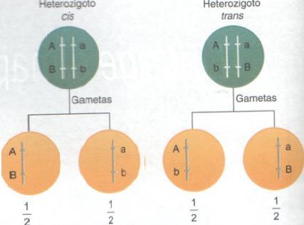 A ligação fatorial analisa dois ou mais pares de alelos, situados em um mesmo par de cromossomos homólogos. Genes nessa condição estão em linkage, isto é estão ligados.