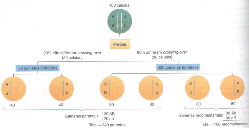 Crossing-Over: Os casos descritos de formação de gametas não levaram em consideração a ocorrência de crossingover (permutação ou re-combinação), que normalmente se verifica na prófase I da meiose,