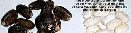PINHÃO MANSO (Jatropha curcas L.