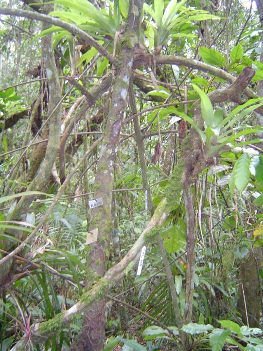 Biomassa lianas As Lianas contribuem com 1,7-5,6