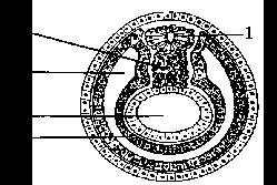 b) 1 é a notocorda, 2 é a mesoderme e 4 é o celoma. c) 5 é a notocorda, 1 é a mesoderme e 3 é o celoma. d) 1 é a notocorda, 2 é a mesoderme e 4 é o celoma. 15.