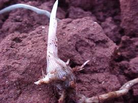 tubérculos - bulbos basais - rizomas Capim massambará - rizomas Grama-seda - estolhos Thistle raízes