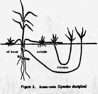 plantio de um tubérculo isolado Tiririca Cyperus rotundus L.