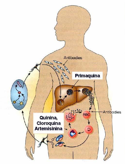 Modelos Experimentais: Malária humana P.