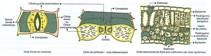 Transpiração estomatar A transpiração estomatar é realizada pelos estômatos e regulada por um fenda, denominada ostíolo, delimitada por duas células guarda (ou célula estomática) clorofiladas.