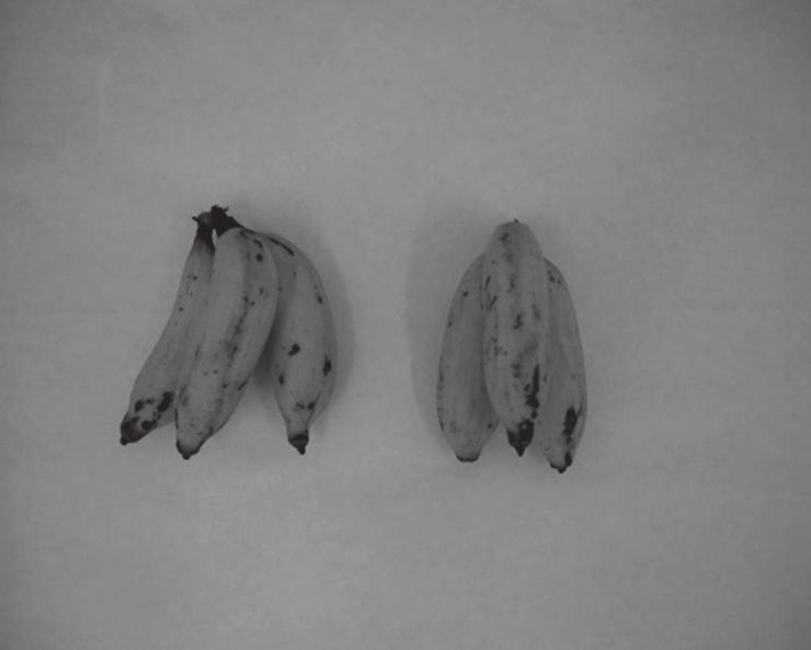 l 1 1-MCP Características avaliadas Aparência Descasque Aroma Sabor de de banana banana Firmeza Aspecto global Intenção compra 0 (controle) 6,95 ab 7,68 a 7,70 a 7,15 a 7,38 a 7,33 a 4,25 a 6 7,54 a