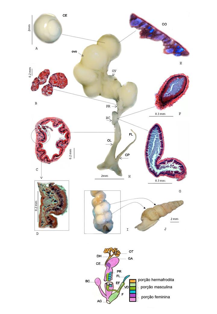A) embrião; B) próstata; C) oviduto livre; D) epitélio e membrana basal do oviduto livre; E) casca do ovo; F) e G)Bolsa copuladora; H) visão geral do aparato reprodutivo; I) e J) visão geral do corpo
